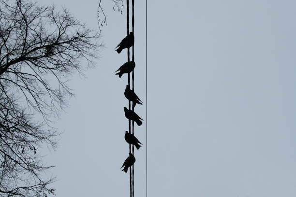 Silhouetted birds sit atop electrical wires as dusk approaches, with leafless branches framing the scene against a pale, cloudy sky.
