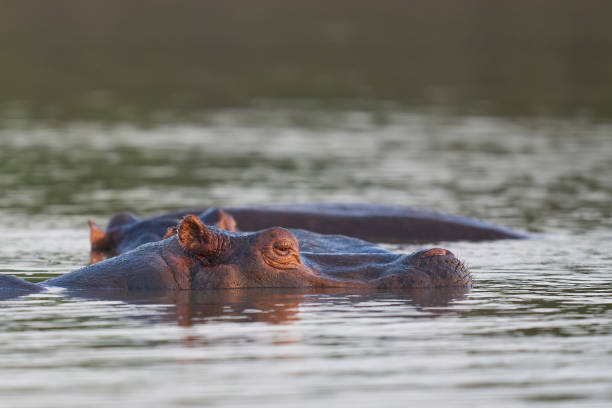 istock Hippopotamus in the Luangwa River 2203828604