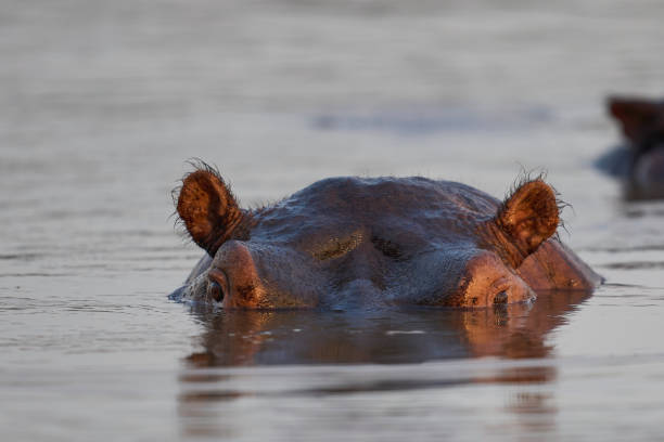 istock Hippopotamus in the Luangwa River 2203828654