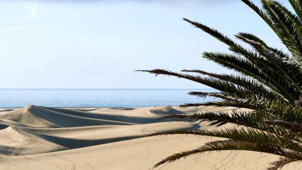 istock Palm tree overlooking Maspalomas sand dunes in Gran Canaria, Canary Islands 2203828785