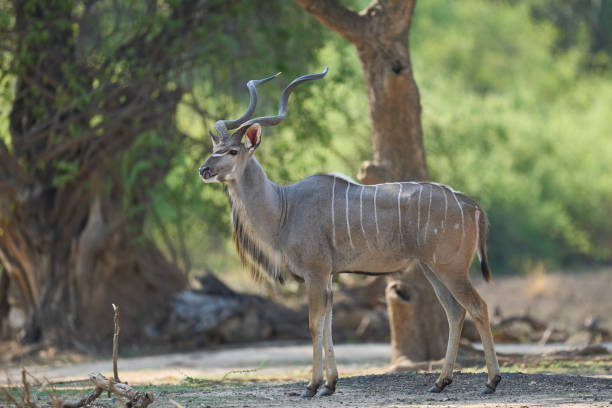 istock Male Greater Kudu 2203828886