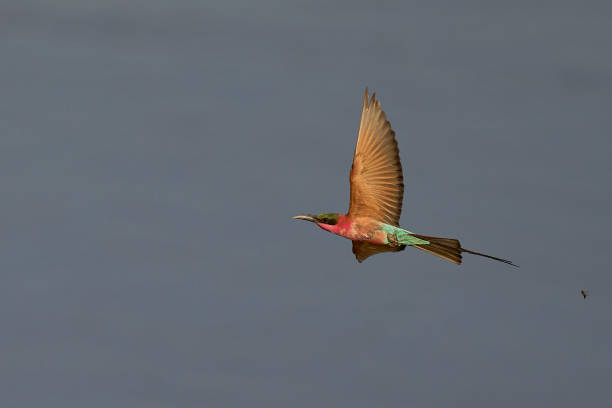 istock Southern Carmine Bee-eater in flight 2203829163