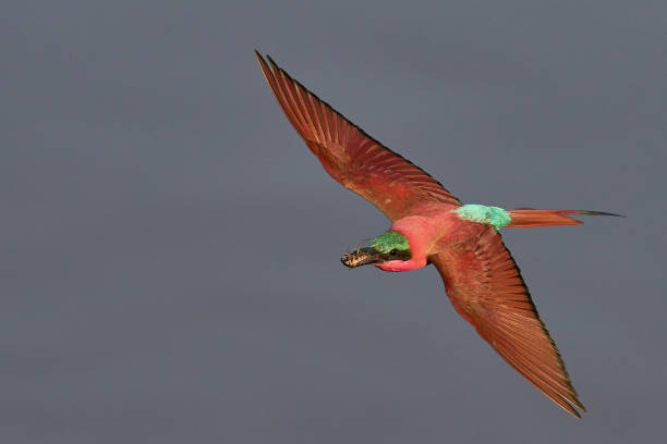 istock Southern Carmine Bee-eater with catch 2203829187