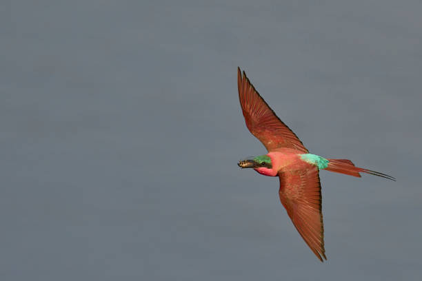 istock Southern Carmine Bee-eater with catch 2203829193