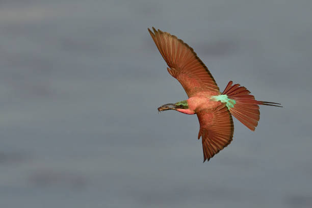 istock Southern Carmine Bee-eater with catch 2203829201