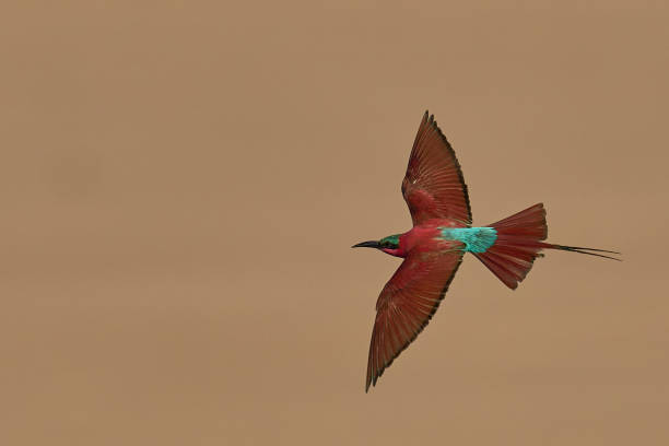 istock Southern Carmine Bee-eater in flight 2203829214