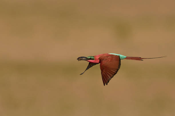 istock Southern Carmine Bee-eater with catch 2203829232
