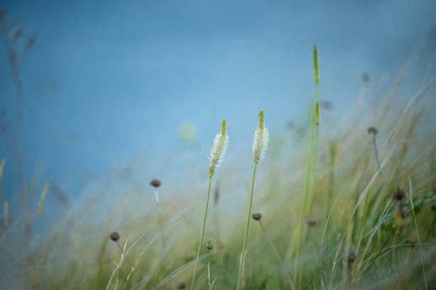 Delicate flowers in the steppe. Soft selective focus, artistic photo