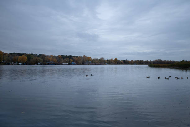 istock A tranquil lake surrounded by trees displaying autumn foliage under a cloudy sky. Ducks swim gracefully on the water, creating ripples in the serene environment 2203831144