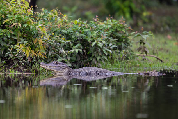 istock The spectacled caiman, Caiman crocodilus, known as the white or common caiman 2203831479