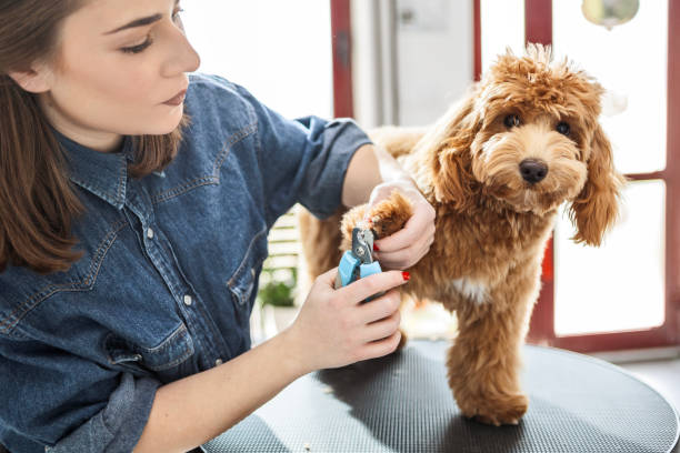 istock Adorable Poodle Getting Its Nails Trimmed at Grooming Salon 2203831664