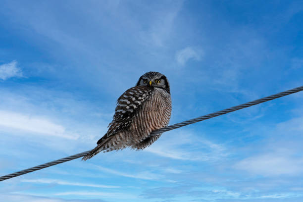 A baby brown owl in a cage.Owl's gaze.