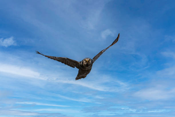 The edge of a Great Horned Owl's Wing feathers showing the soft and \