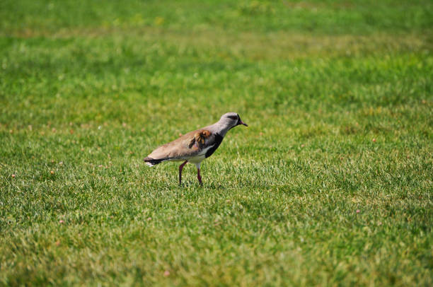Tero on the grass of the park, also called queltehue