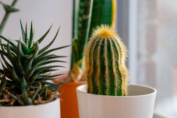 istock Home-made, well-groomed green plants on the window 2203834109