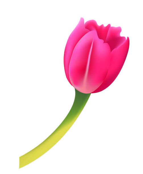 istock Realist Pink Tulip Isolated On A Transparent Background 2203836948