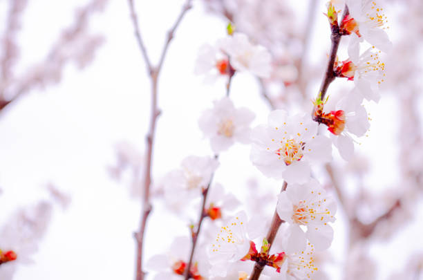 Delicate apricot blossom flowers are in full bloom, showcasing white petals with hints of pink and yellow. They capture the essence of springtime beauty and renewal. Copy space.