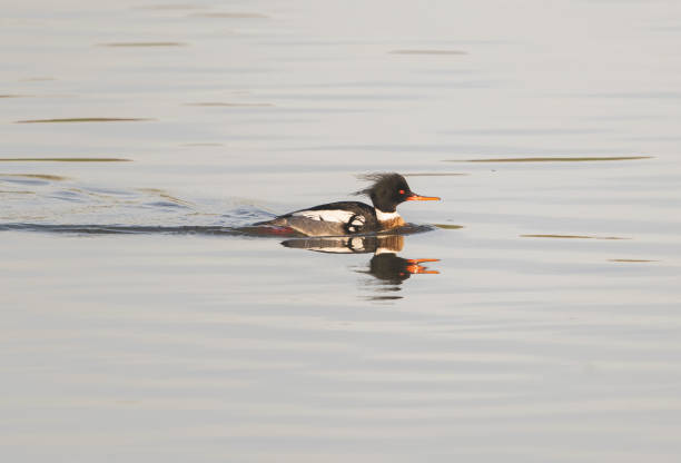 Red-breasted merganser.