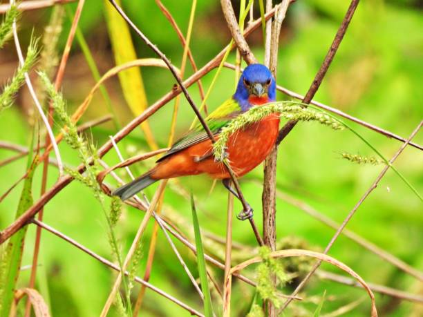 istock Painted Bunting (Passerina ciris) - male foraging for grass seeds 2203838252