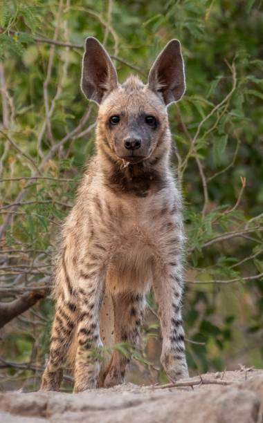 istock Indian Striped Hyena 2203838682