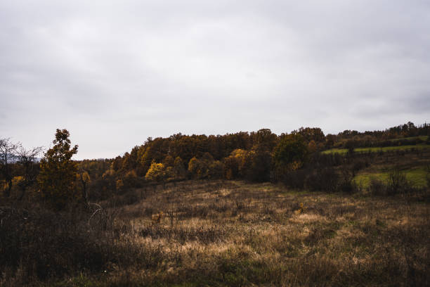 Serene autumn landscape showcasing rolling hills blanketed by vibrant yellow and green foliage, highlighted by peaceful cloudy skies, evoking feelings of tranquility and natural beauty.