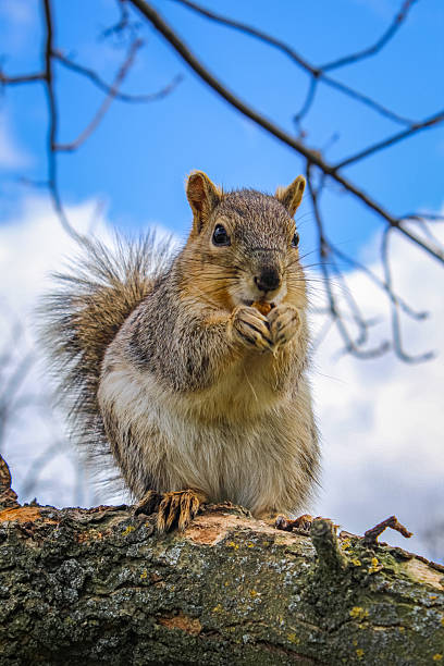 istock Squirrel sitting on a branch gnawing a nut against the blue sky 2203840591
