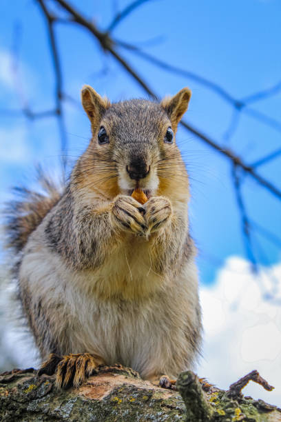 istock Squirrel with a nut sitting on a tree branch against a blue sky 2203840612