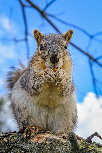 Close-up of a squirrel with a nut in its paws against a blue sky