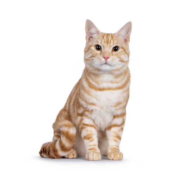 istock European Shorthair cat on white background 2203841426