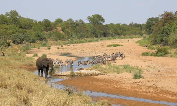 istock Afrikanischer Elefant und Steppenzebra im Tsendze River/ African elephant  and Burchell's zebra in Tsendze River / Loxodonta africana et Equus quagga burchellii 2203841529