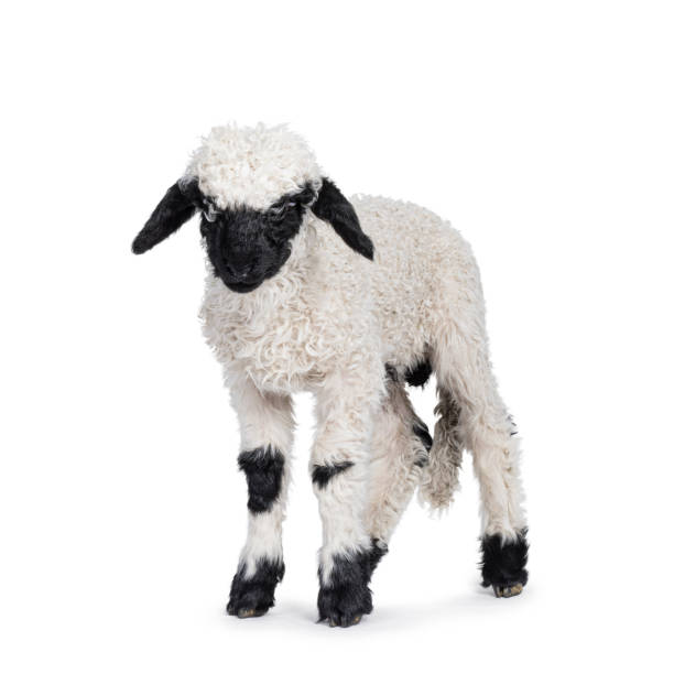 istock Walliser Schwartznase lamb on white background 2203841684