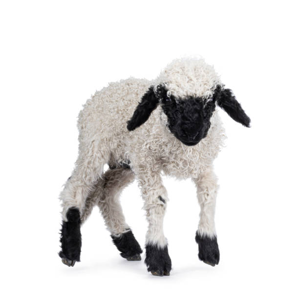istock Walliser Schwartznase lamb on white background 2203841699