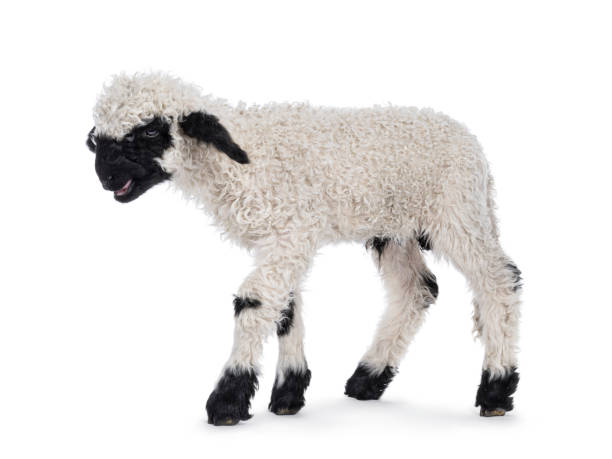 istock Walliser Schwartznase lamb on white background 2203841709