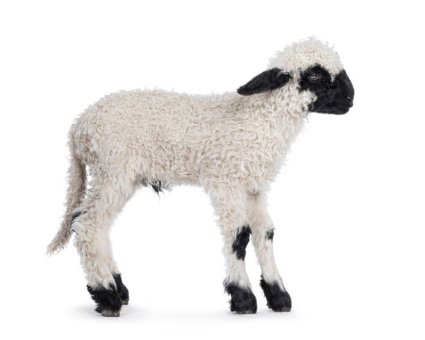 istock Walliser Schwartznase lamb on white background 2203841785