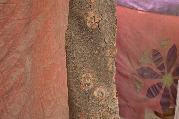 A tree trunk in the woods. Tree trunk close-up and blurred nature background