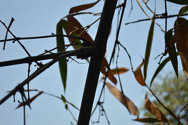 bamboo branches in a beautiful  green bamboo forest in the wild nature, looking beautiful