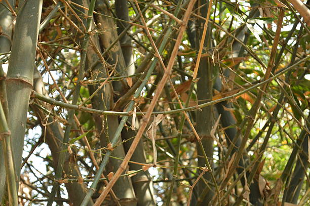 istock bamboo branches in a beautiful  green bamboo forest in the wild nature, looking beautiful 2203842288