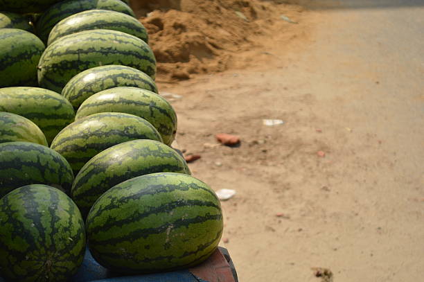 istock fresh watermelons in a market 2203842535