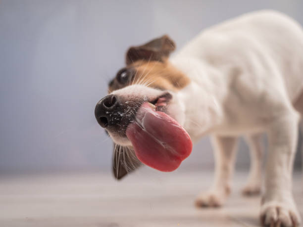 istock Jack Russell Terrier Dog Licking Glass. 2203842574