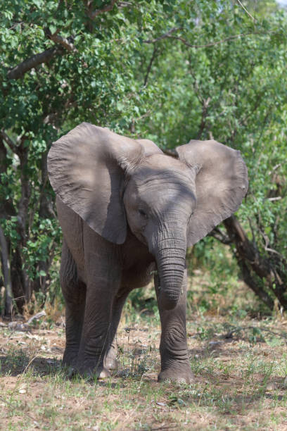 istock Afrikanischer Elefant / African elephant / Loxodonta africana 2203842913
