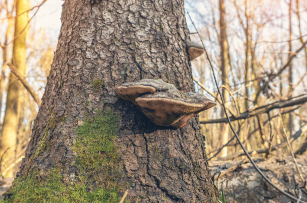 istock Wild fungi on mossy tree in autumn forest landscape 2203842943
