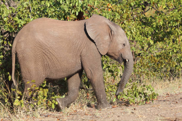 istock Afrikanischer Elefant / African elephant / Loxodonta africana 2203843021
