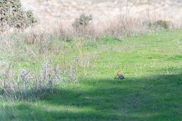 istock A Upupa epops (hoopoe) forages on a sunlit meadow, its striking plumage and crest standing out against the green grass. A serene wildlife moment in nature 2203843025
