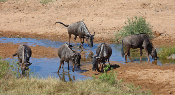 istock Streifengnu / Blue wildebeest / Connochaetes taurinus 2203843100