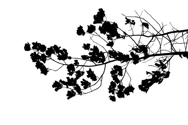 istock Vector illustration of natural oak tree branch with leaves 2203843910