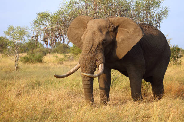 istock Afrikanischer Elefant / African elephant / Loxodonta africana 2203844045