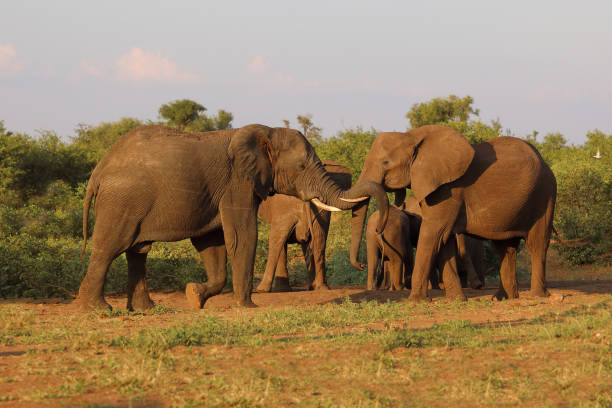 istock Afrikanischer Elefant / African elephant / Loxodonta africana 2203845564