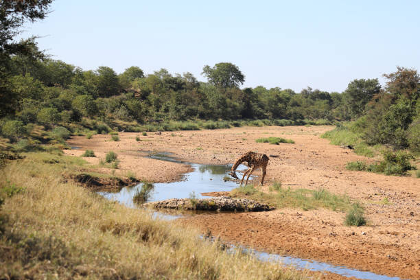 Giraffen im Tsendze River / Giraffes in Tsendze River / Giraffa camelopardalis