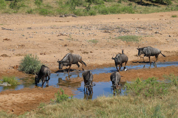 istock Streifengnu im Tsendze River/ Blue wildebeest in Tsendze River / Connochaetes taurinus 2203845886