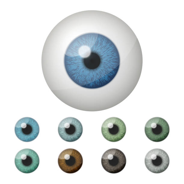 istock Realistic Vector Isolated Round Eyeballs Set With Various Pupil Colors. Detailed Eye Icons, Realistic Eyes, Eyeball Designs For Medical Illustrations, Eye Color Charts, Vision Studies, Eye Anatomy 2203845966